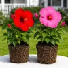 Set of 2 Mixed Hibiscus Live Plant, Flowering Tropical Shrub, 4-8 Inch Tall - Image 1