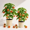 Set of 2 Orange Abutilon Live Plants, Lantern Trailing Vine, 4-6 Inch Tall - Image 1