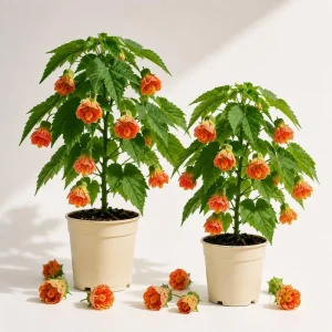 Set of 2 Orange Abutilon Live Plants, Lantern Trailing Vine, 4-6 Inch Tall - Image 1