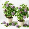 Set of 2 Passiflora Incarnata Maypop Live Plants, Purple Passionflower Vine, 4-6 Inch Tall - Image 1