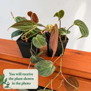 Set of 2 Philodendron Micans Live Plants, Sweetheart Vine, 5-8 Inch Tall, 4 Inch Pot - Image 2