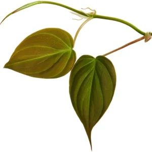 Set of 2 Philodendron Micans Live Plants, Sweetheart Vine, 5-8 Inch Tall, 4 Inch Pot - Image 3