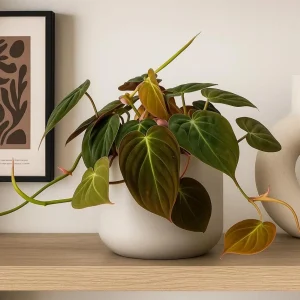Set of 2 Philodendron Micans Live Plants, Sweetheart Vine, 5-8 Inch Tall, 4 Inch Pot - Image 4