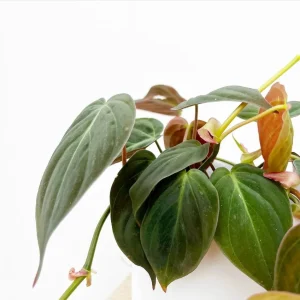 Set of 2 Philodendron Micans Live Plants, Sweetheart Vine, 5-8 Inch Tall, 4 Inch Pot - Image 5