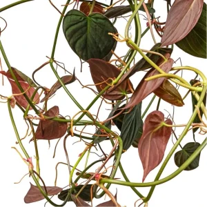 Set of 2 Philodendron Micans Live Plants, Sweetheart Vine, 5-8 Inch Tall, 4 Inch Pot - Image 6