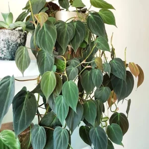 Set of 2 Philodendron Micans Live Plants, Sweetheart Vine, 5-8 Inch Tall, 4 Inch Pot - Image 7