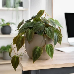 Set of 2 Philodendron Micans Live Plants, Velvet Leaf Houseplants, 5-8" Tall in 4" Pots - Image 4