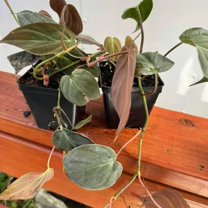 Set of 2 Philodendron Micans Live Plants, Velvet Leaf Houseplants, 5-8" Tall in 4" Pots - Image 5