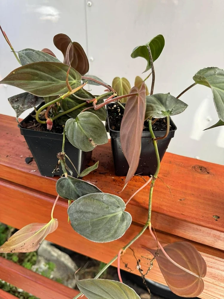 Set of 2 Philodendron Micans Live Plants, Velvet Leaf Houseplants, 5-8" Tall in 4" Pots - Image 5