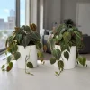 Set of 2 Philodendron Micans Live Plants, Velvet Leaf Houseplants, 5-8" Tall in 4" Pots - Image 1