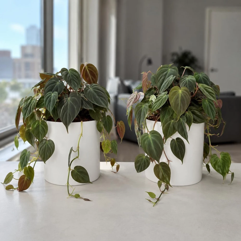 Set of 2 Philodendron Micans Live Plants, Velvet Leaf Houseplants, 5-8" Tall in 4" Pots - Image 1