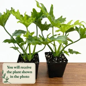 Set of 2 Philodendron Selloum Live Plants - 5-8 Inch Tall, 4 Inch Pot, Tropical Houseplant - Image 2
