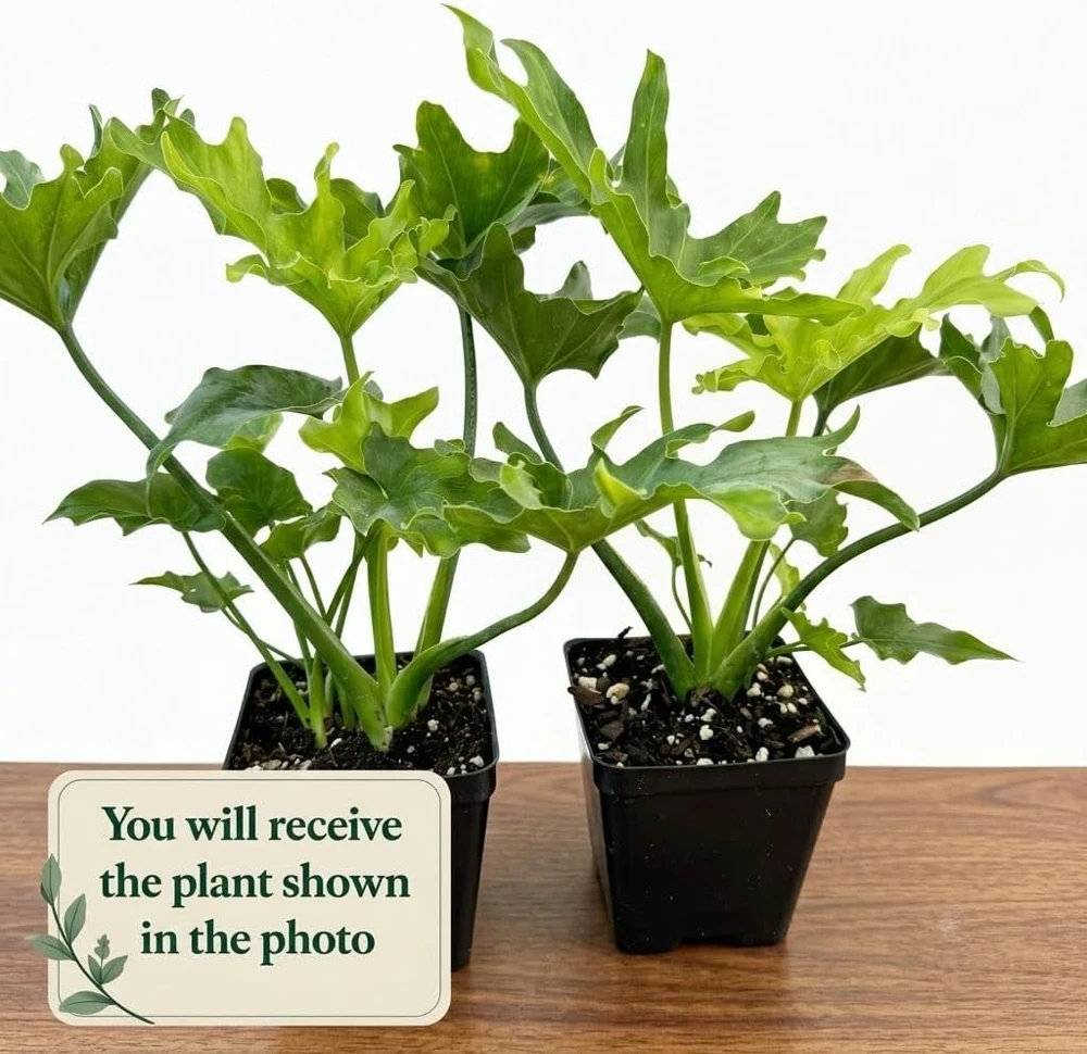 Set of 2 Philodendron Selloum Live Plants - 5-8 Inch Tall, 4 Inch Pot, Tropical Houseplant - Image 2