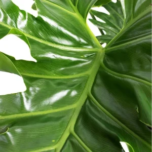 Set of 2 Philodendron Selloum Live Plants - 5-8 Inch Tall, 4 Inch Pot, Tropical Houseplant - Image 3
