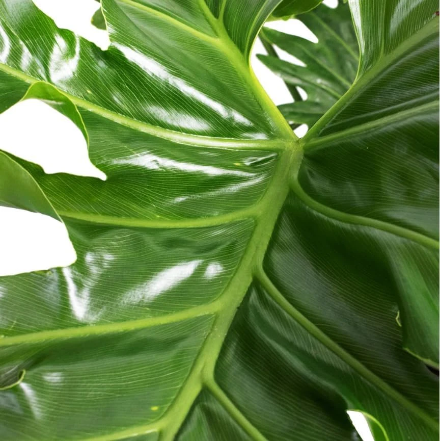 Set of 2 Philodendron Selloum Live Plants - 5-8 Inch Tall, 4 Inch Pot, Tropical Houseplant - Image 3