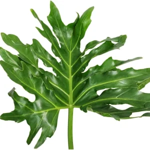 Set of 2 Philodendron Selloum Live Plants - 5-8 Inch Tall, 4 Inch Pot, Tropical Houseplant - Image 4