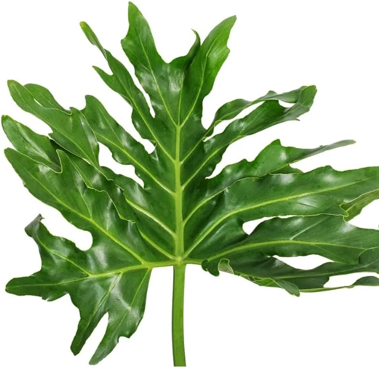 Set of 2 Philodendron Selloum Live Plants - 5-8 Inch Tall, 4 Inch Pot, Tropical Houseplant - Image 4