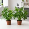 Set of 2 Philodendron Selloum Live Plants - 5-8 Inch Tall, 4 Inch Pot, Tropical Houseplant - Image 1