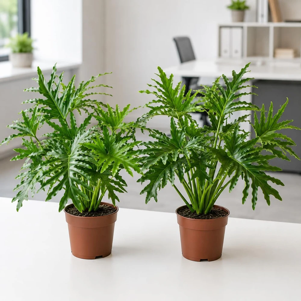 Set of 2 Philodendron Selloum Live Plants - 5-8 Inch Tall, 4 Inch Pot, Tropical Houseplant - Image 1