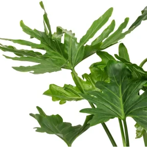 Set of 2 Philodendron Selloum Live Plants - 5-8 Inch Tall, 4 Inch Pot, Tropical Houseplant - Image 5