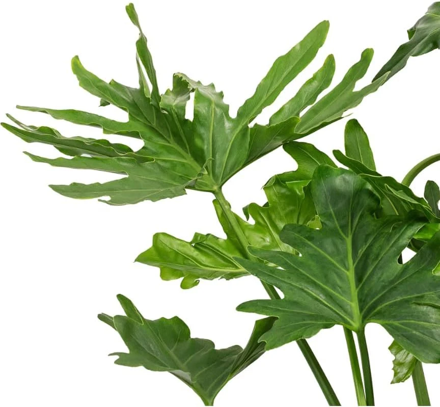 Set of 2 Philodendron Selloum Live Plants - 5-8 Inch Tall, 4 Inch Pot, Tropical Houseplant - Image 5