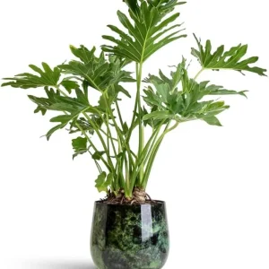 Set of 2 Philodendron Selloum Live Plants - 5-8 Inch Tall, 4 Inch Pot, Tropical Houseplant - Image 6