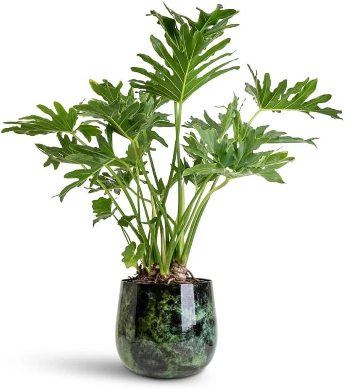 Set of 2 Philodendron Selloum Live Plants - 5-8 Inch Tall, 4 Inch Pot, Tropical Houseplant - Image 6
