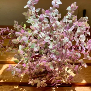 Set of 2 Pink Callisia Repens Live Plants, 5-8 Inches Tall in 4 Inch Pots, Indoor Houseplants - Image 4