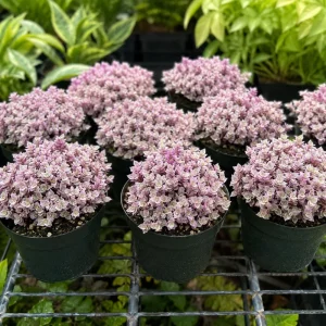 Set of 2 Pink Callisia Repens Live Plants, 5-8 Inches Tall in 4 Inch Pots, Indoor Houseplants - Image 5