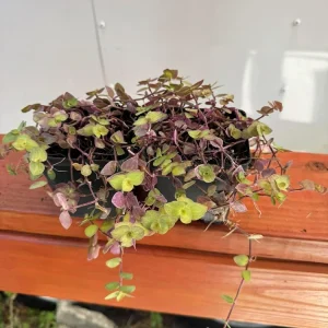 Set of 2 Pink Callisia Repens Live Plants, 5-8 Inches Tall in 4 Inch Pots, Indoor Houseplants - Image 6
