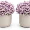 Set of 2 Pink Callisia Repens Live Plants, 5-8 Inches Tall in 4 Inch Pots, Indoor Houseplants - Image 1