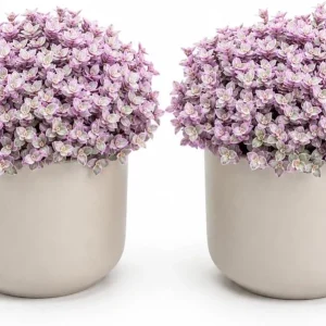 Set of 2 Pink Callisia Repens Live Plants, 5-8 Inches Tall in 4 Inch Pots, Indoor Houseplants - Image 1