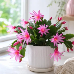 Set of 2 Pink Easter Cactus Live Plants, 4-8 Inch Tall Houseplant - Image 6