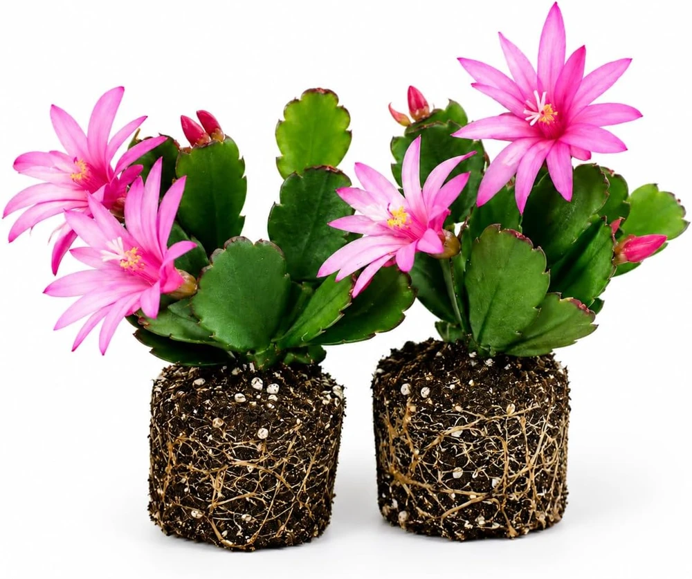 Set of 2 Pink Easter Cactus Live Plants, 4-8 Inch Tall Houseplant - Image 1