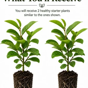 Set of 2 Pink Guava Live Plants, Sweet Tropical Fruit Tree Seedling, 6-10 Inch Tall - Image 2