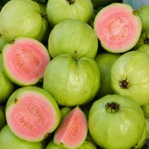 Set of 2 Pink Guava Live Plants, Sweet Tropical Fruit Tree Seedling, 6-10 Inch Tall - Image 3
