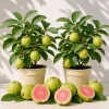Set of 2 Pink Guava Live Plants, Sweet Tropical Fruit Tree Seedling, 6-10 Inch Tall - Image 1