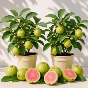 Set of 2 Pink Guava Live Plants, Sweet Tropical Fruit Tree Seedling, 6-10 Inch Tall - Image 1