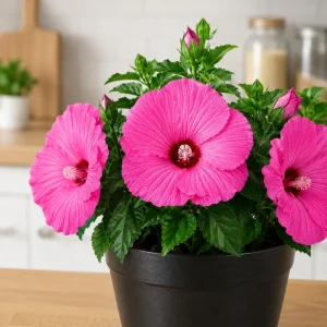Set of 2 Pink Hibiscus Plants Live, Rose Hibiscus Flower Shrub, 4-8 Inch Tall - Image 4