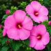Set of 2 Pink Hibiscus Plants Live, Rose Hibiscus Flower Shrub, 4-8 Inch Tall - Image 1