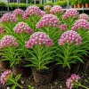 Set of 2 Purple Milkweed Live Plants - Asclepias Perennial, 4-8 Inch - Image 1