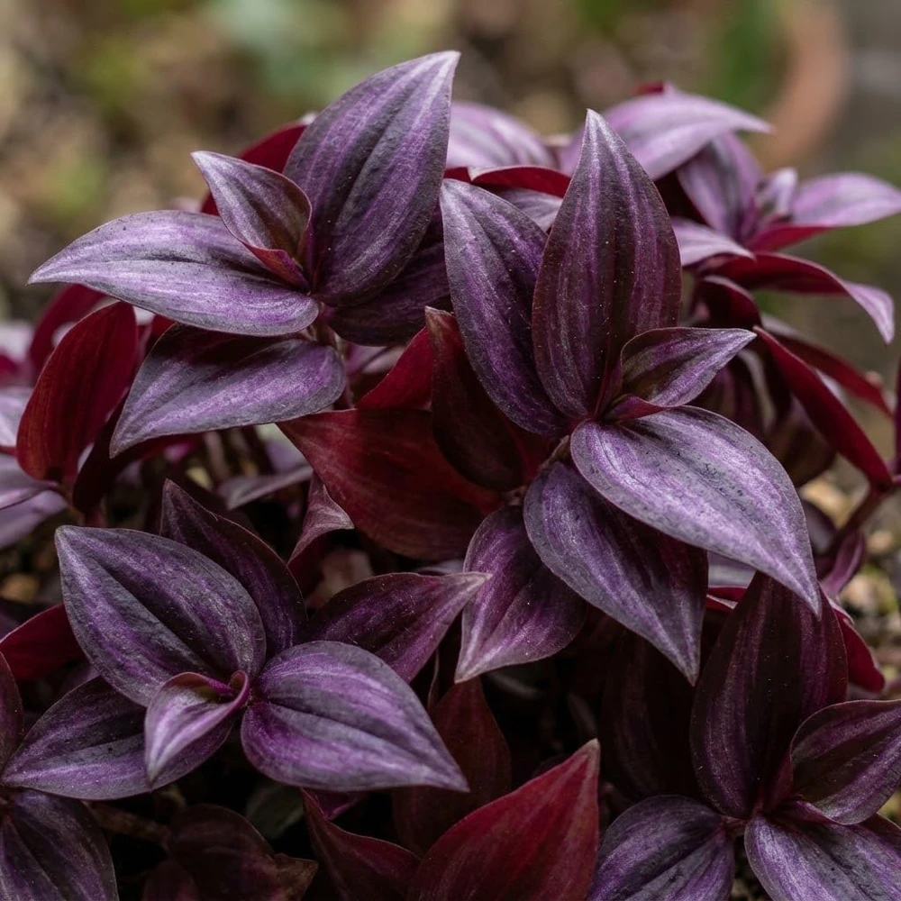 Set of 2 Purple Tradescantia Zebrina Live Plants, 5-8 Inch Tall in 4 Inch Pots, Indoor Hanging Vine - Image 3