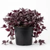 Set of 2 Purple Tradescantia Zebrina Live Plants, 5-8 Inch Tall in 4 Inch Pots, Indoor Hanging Vine - Image 1
