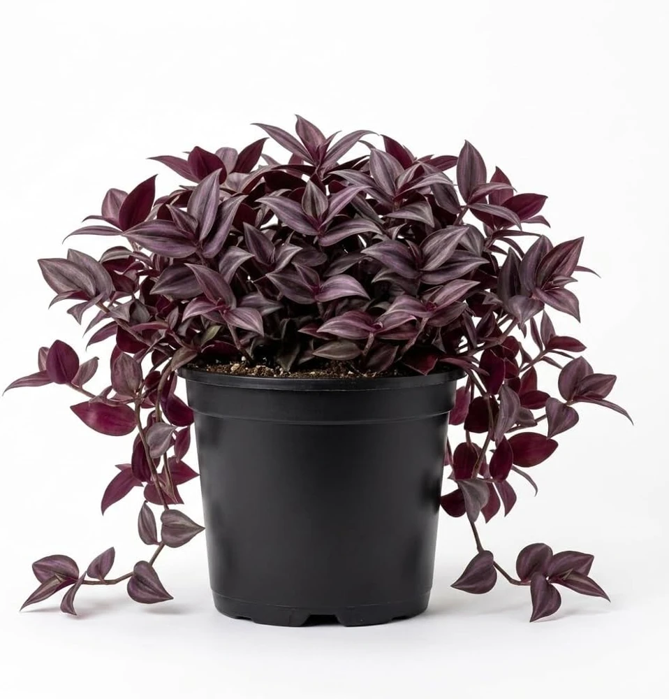 Set of 2 Purple Tradescantia Zebrina Live Plants, 5-8 Inch Tall in 4 Inch Pots, Indoor Hanging Vine - Image 1