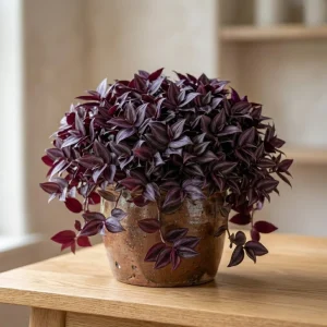 Set of 2 Purple Tradescantia Zebrina Live Plants, 5-8 Inch Tall in 4 Inch Pots, Indoor Hanging Vine - Image 4