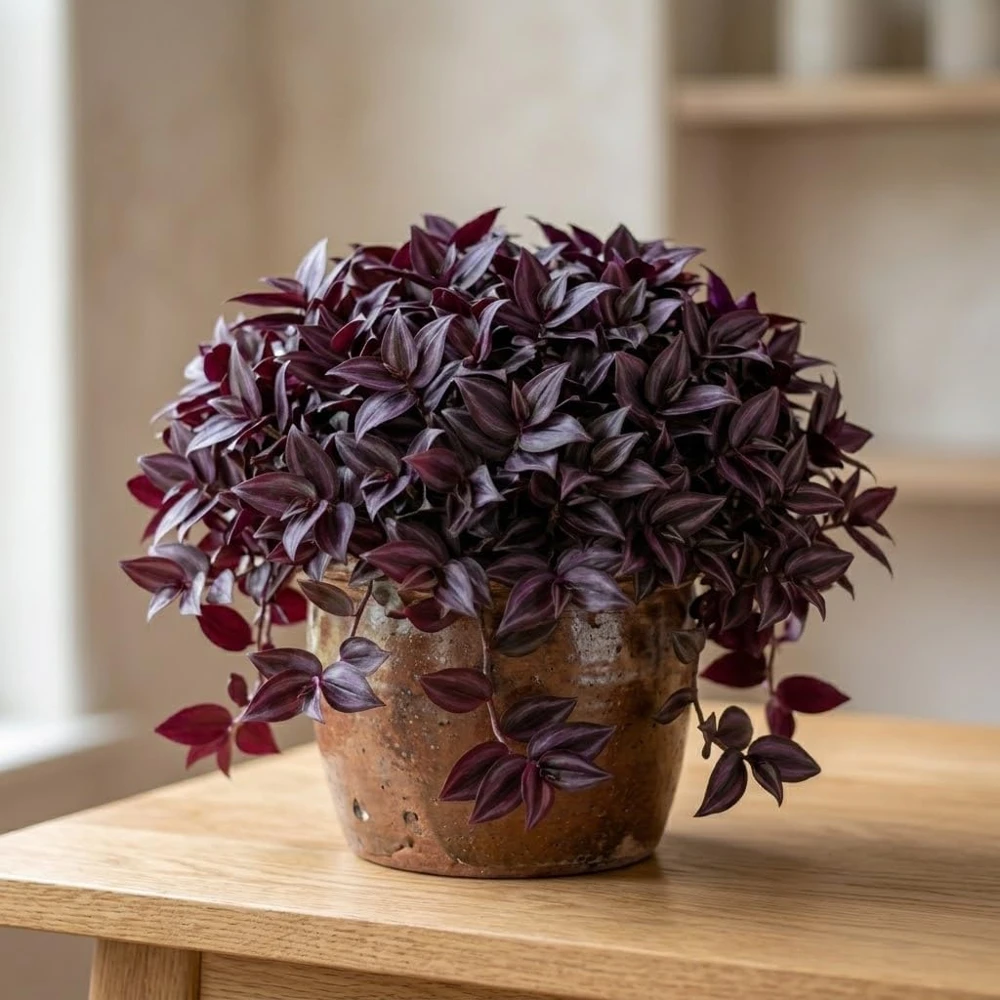 Set of 2 Purple Tradescantia Zebrina Live Plants, 5-8 Inch Tall in 4 Inch Pots, Indoor Hanging Vine - Image 4