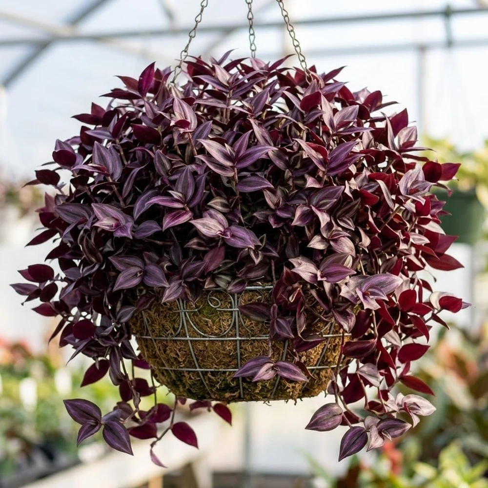 Set of 2 Purple Tradescantia Zebrina Live Plants, 5-8 Inch Tall in 4 Inch Pots, Indoor Hanging Vine - Image 5