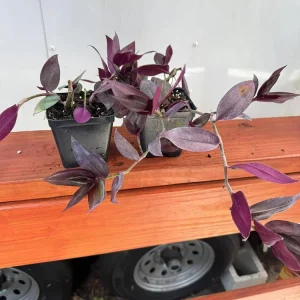 Set of 2 Purple Tradescantia Zebrina Live Plants, 5-8 Inch Tall in 4 Inch Pots, Indoor Hanging Vine - Image 6