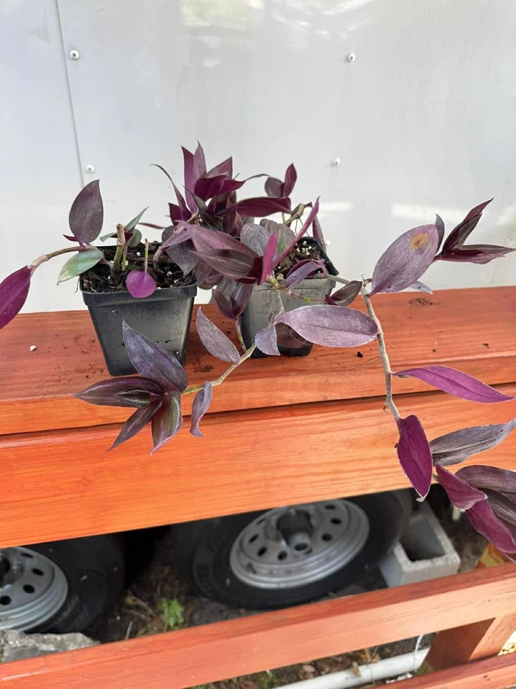 Set of 2 Purple Tradescantia Zebrina Live Plants, 5-8 Inch Tall in 4 Inch Pots, Indoor Hanging Vine - Image 6