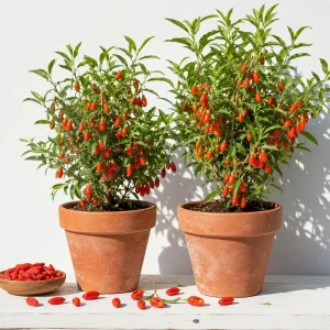 Set of 2 Red Goji Berry Live Plants – Sweet Berry Shrubs, 4-7 Inches Tall, Indoor/Outdoor - Image 1